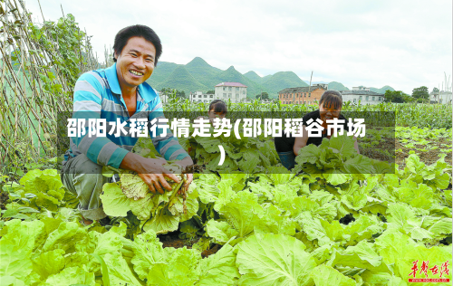 邵阳水稻行情走势(邵阳稻谷市场)