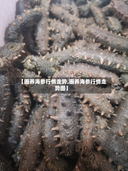 【圈养海参行情走势,圈养海参行情走势图】