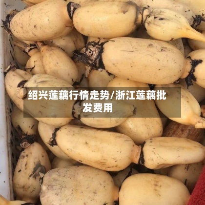 绍兴莲藕行情走势/浙江莲藕批发费用