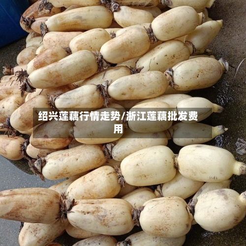 绍兴莲藕行情走势/浙江莲藕批发费用