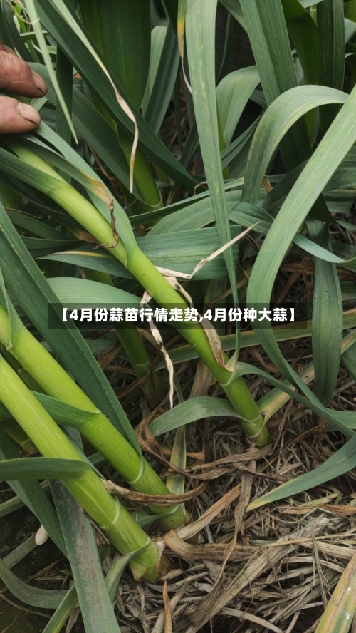 【4月份蒜苗行情走势,4月份种大蒜】