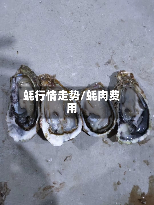 蚝行情走势/蚝肉费用