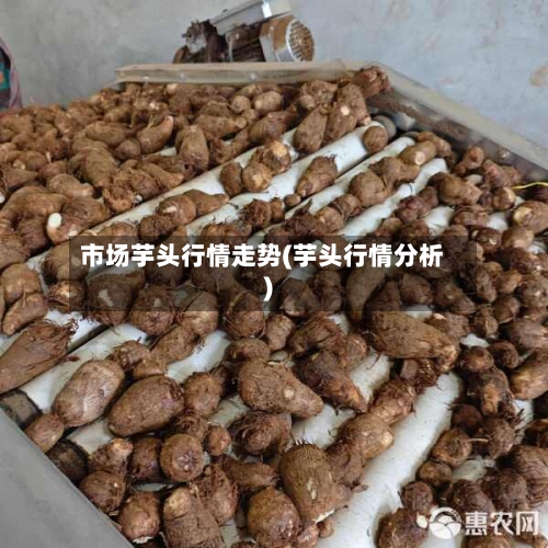 市场芋头行情走势(芋头行情分析)