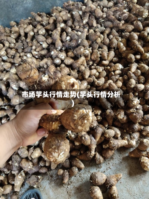 市场芋头行情走势(芋头行情分析)