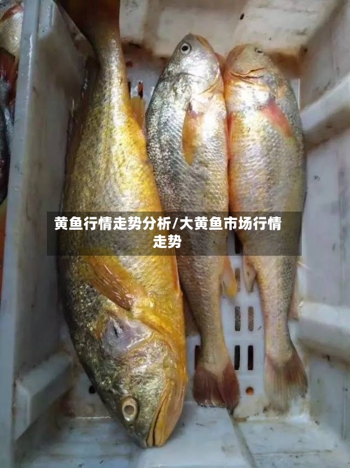 黄鱼行情走势分析/大黄鱼市场行情走势
