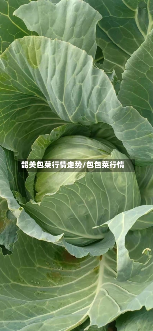 韶关包菜行情走势/包包菜行情