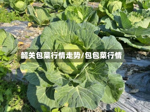 韶关包菜行情走势/包包菜行情