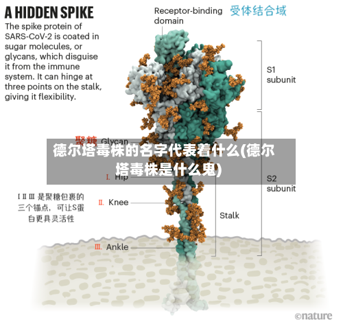 德尔塔毒株的名字代表着什么(德尔塔毒株是什么鬼)