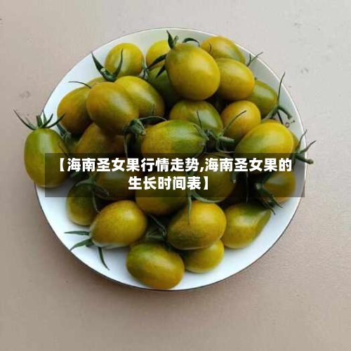 【海南圣女果行情走势,海南圣女果的生长时间表】