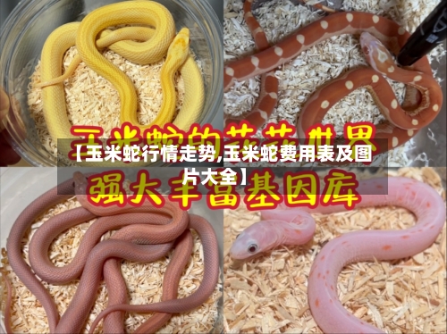 【玉米蛇行情走势,玉米蛇费用表及图片大全】
