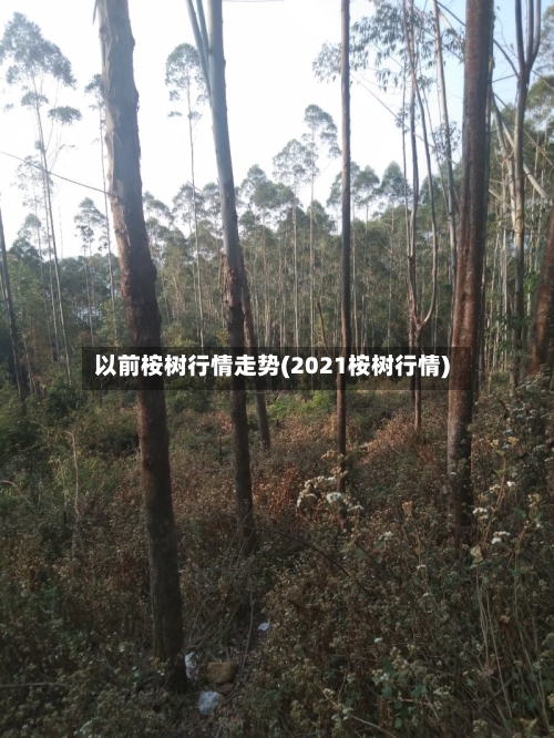 以前桉树行情走势(2021桉树行情)