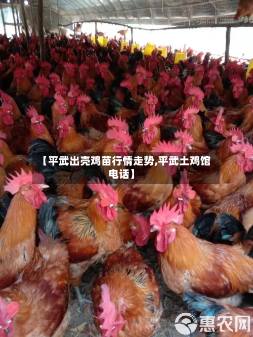 【平武出壳鸡苗行情走势,平武土鸡馆电话】