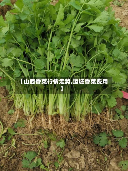 【山西香菜行情走势,运城香菜费用】