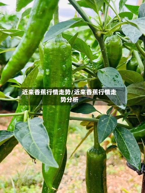 近来香蕉行情走势/近来香蕉行情走势分析
