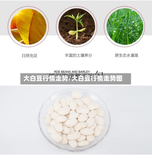大白豆行情走势/大白豆行情走势图