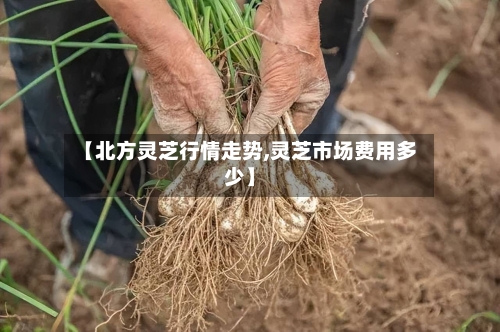 【北方灵芝行情走势,灵芝市场费用多少】