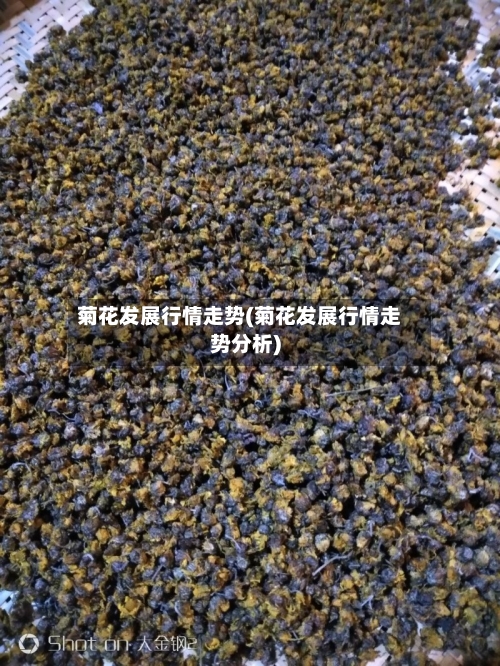 菊花发展行情走势(菊花发展行情走势分析)