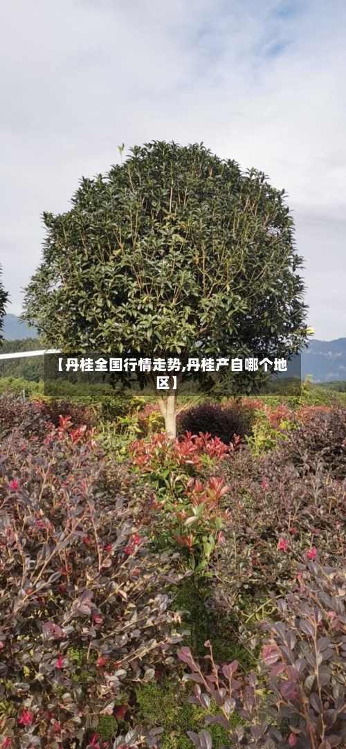 【丹桂全国行情走势,丹桂产自哪个地区】