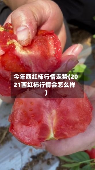 今年西红柿行情走势(2021西红柿行情会怎么样)