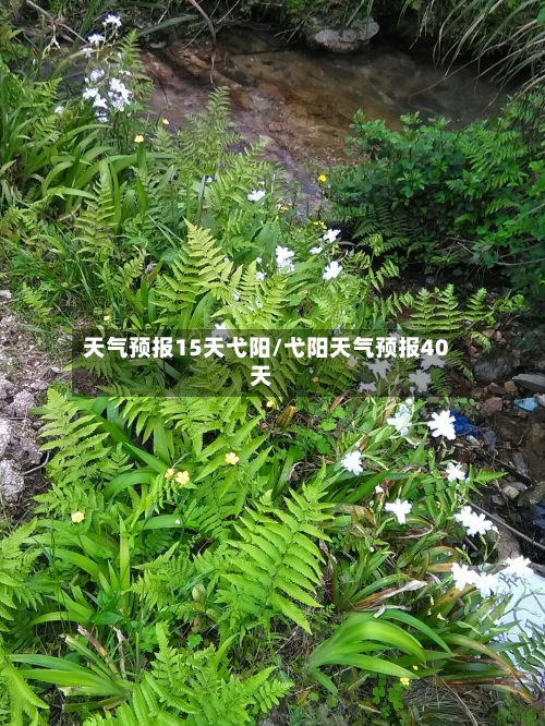 天气预报15天弋阳/弋阳天气预报40天