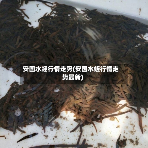 安国水蛭行情走势(安国水蛭行情走势最新)