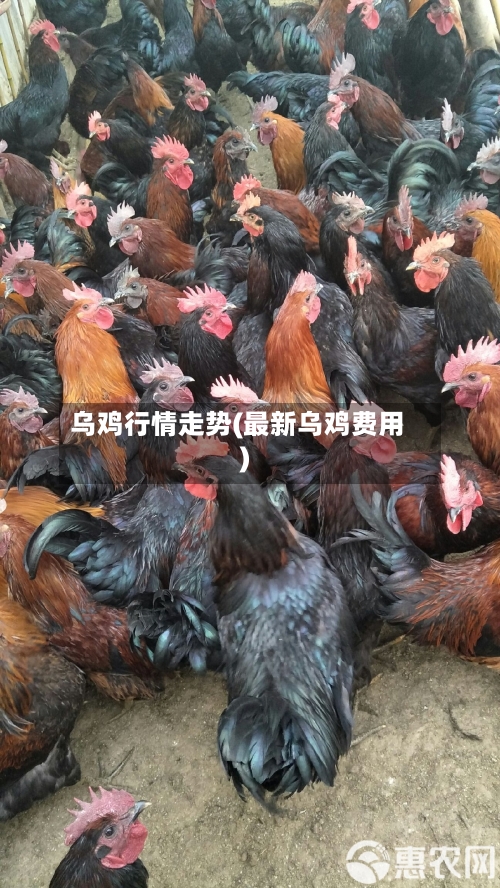 乌鸡行情走势(最新乌鸡费用)