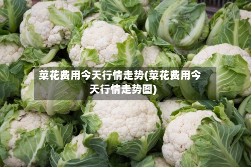 菜花费用今天行情走势(菜花费用今天行情走势图)
