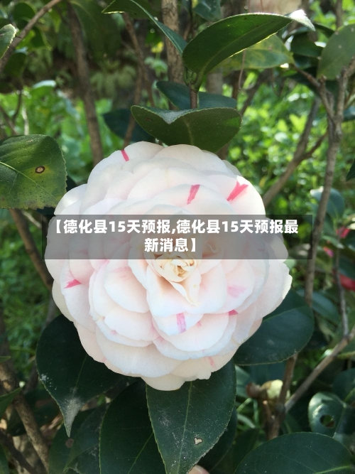 【德化县15天预报,德化县15天预报最新消息】