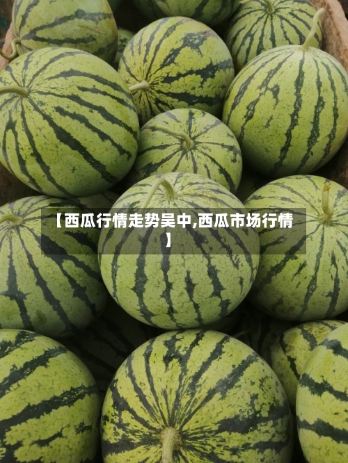 【西瓜行情走势吴中,西瓜市场行情】