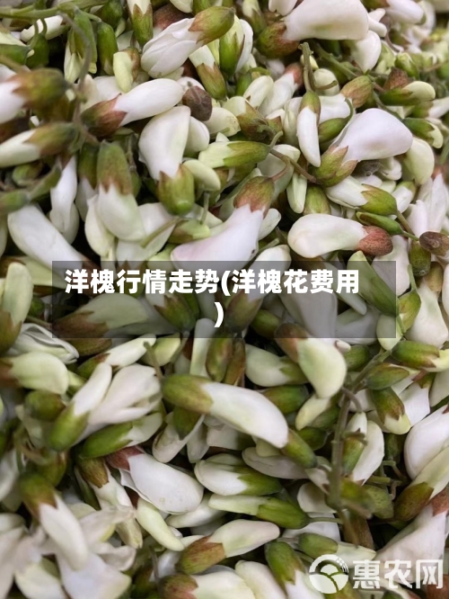 洋槐行情走势(洋槐花费用)