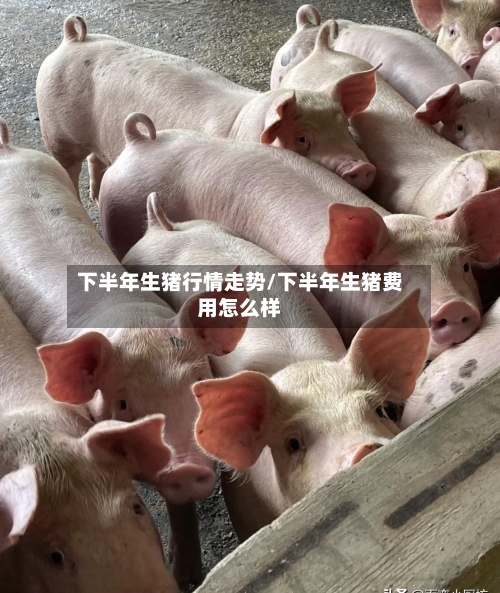 下半年生猪行情走势/下半年生猪费用怎么样