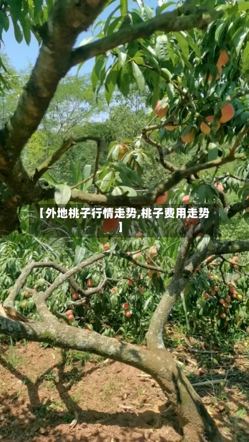 【外地桃子行情走势,桃子费用走势】