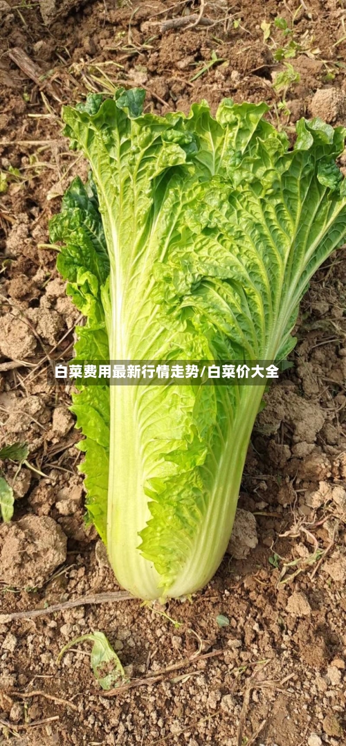 白菜费用最新行情走势/白菜价大全