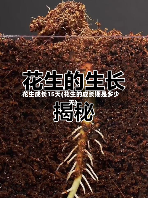花生成长15天(花生的成长期是多少天)