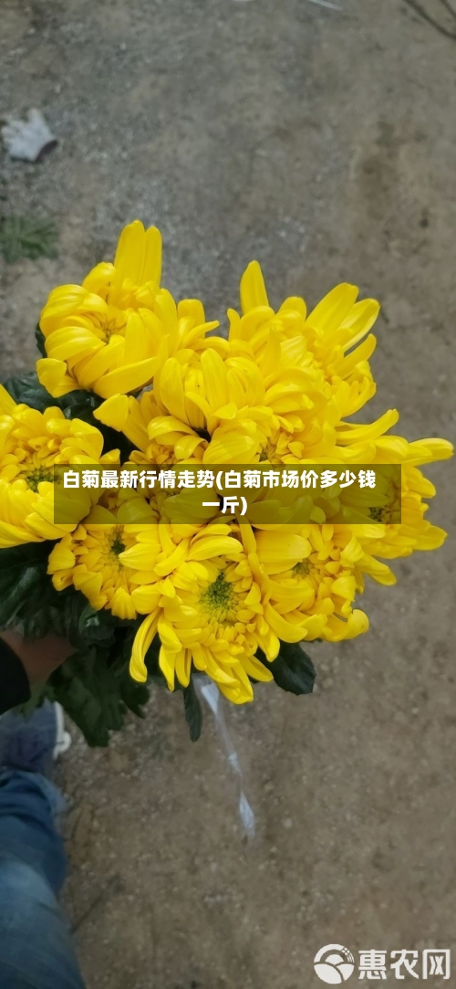 白菊最新行情走势(白菊市场价多少钱一斤)