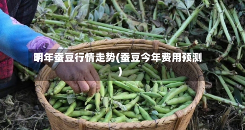 明年蚕豆行情走势(蚕豆今年费用预测)