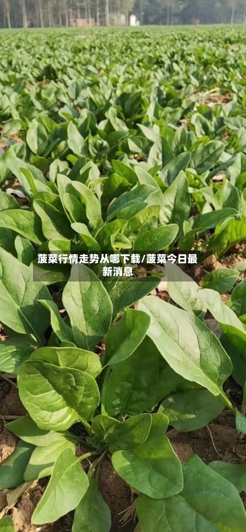 菠菜行情走势从哪下载/菠菜今日最新消息
