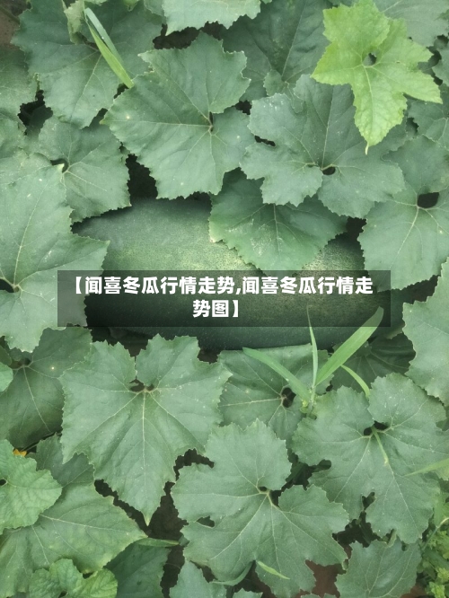 【闻喜冬瓜行情走势,闻喜冬瓜行情走势图】