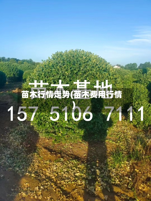 苗木行情走势(苗木费用行情)
