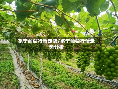 冕宁葡萄行情走势/冕宁葡萄行情走势分析