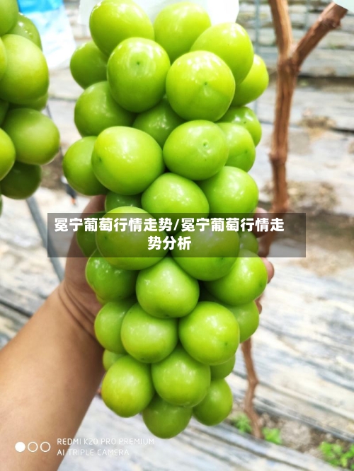 冕宁葡萄行情走势/冕宁葡萄行情走势分析
