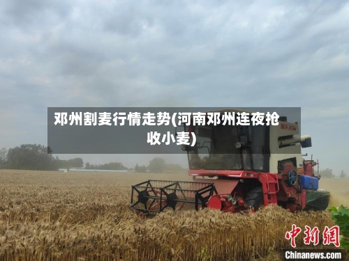 邓州割麦行情走势(河南邓州连夜抢收小麦)