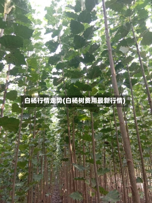 白杨行情走势(白杨树费用最新行情)