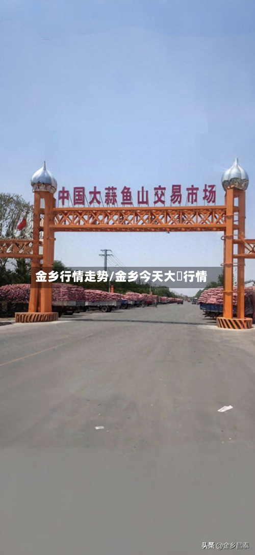 金乡行情走势/金乡今天大祘行情