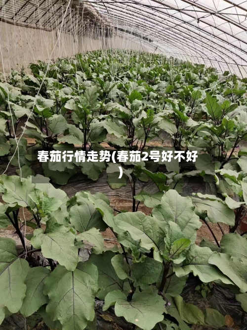 春茄行情走势(春茄2号好不好)