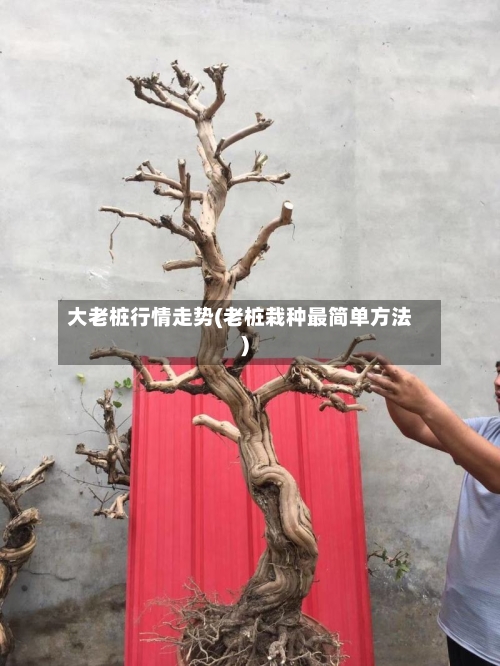 大老桩行情走势(老桩栽种最简单方法)