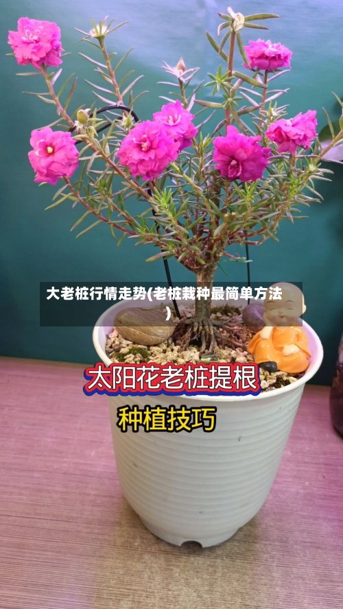 大老桩行情走势(老桩栽种最简单方法)