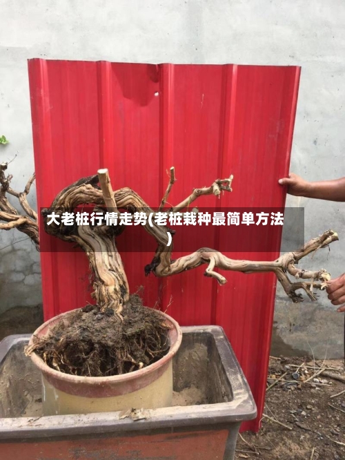 大老桩行情走势(老桩栽种最简单方法)