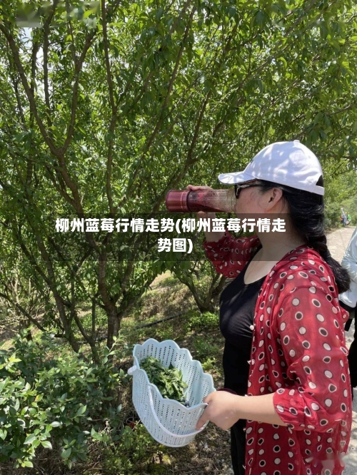 柳州蓝莓行情走势(柳州蓝莓行情走势图)