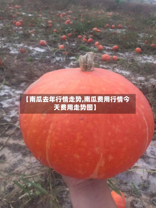 【南瓜去年行情走势,南瓜费用行情今天费用走势图】